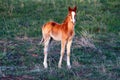 Young cute yellow foal outdoor standing on the grass Royalty Free Stock Photo