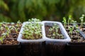 Young cutting flower seedlings growing in a propagation trays. Spring gardening background. Zinnia, Aster and Dahlia sprouts.