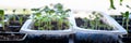 Young cutting flower seedlings growing in a propagation trays. Spring gardening banner. Zinnia, Aster and Dahlia sprouts.