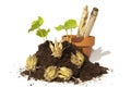 Young cuttings of seed and capsules with pot and b