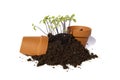 Young cuttings of seed with pots