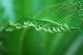 Young cycas leaf