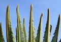 Young cycas leaves Royalty Free Stock Photo