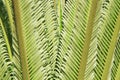 Young cycas leaves Royalty Free Stock Photo