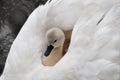 Young Cygnet Catching A Ride