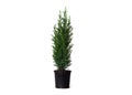 Young cypress isolated on white background. Chamaecyparis in the black pot, common names cypress or false cypress