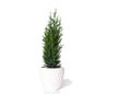 Young cypress isolated on white background. Chamaecyparis in the white pot, common names cypress or false cypress