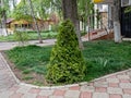 A Young Cypress Plant Grows On a Lawn in The Shadow of a Mighty Elm in One of the Residential Areas