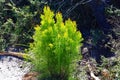 Young cypress plant on Heath Circuit Currimundi Lake Conservation Park Royalty Free Stock Photo