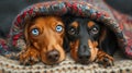 Young dachshund dogs lying under a blanket. Funny animals or animal friends concept.