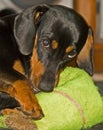 Young Dachshund with outsized tennis ball 0225 Royalty Free Stock Photo