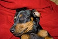 Young Dachshund on red 9078 Royalty Free Stock Photo