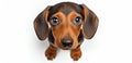 Young dachshund on white background, AI generative