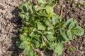 Young dahlia plant, leaves damaged by frost. Royalty Free Stock Photo