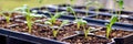 Young Dahlia seedlings growing in a propagation tray. Spring gardening banner.