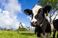 Dairy cow in a pasture Royalty Free Stock Photo