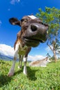 Dairy cow in a pasture Royalty Free Stock Photo