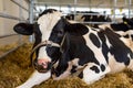 Young dairy cow in a farm, agriculture, cattle breeding, farming and housing, livestock