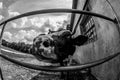 Young dairy cow, on a farm, close up shot of the snout Royalty Free Stock Photo