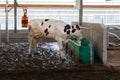 a young dairy cow stands in front of a drinking bowl with fresh water on a farm Royalty Free Stock Photo