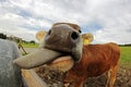 A young dairy cow stretched out his tongue