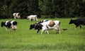 Young dairy cows, go from  pasture through  green meadow along  forest, with young gobies and heifers Royalty Free Stock Photo