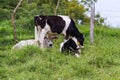 Young dairy cows