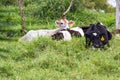 Young dairy cows