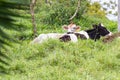 Young dairy cows