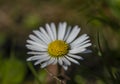 Young daisy bloom in sunny hot spring day