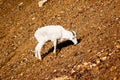 Young dall sheep at Denali National Park in Alaska Royalty Free Stock Photo