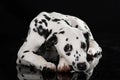 Young dalmatian dog isolated on black