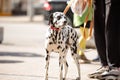 Young dalmatian dog on the leash near owner on the street