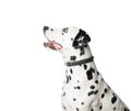 Young dalmatian dog in leather collar on white background. Royalty Free Stock Photo