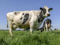 Young Dalmatian pied goat standing on the grass, head straight and tall, ears wide, black feet.