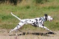 Young dalmatian running in field Royalty Free Stock Photo