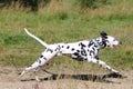 Young dalmatian running in field