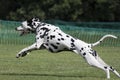 Young dalmatian running in field Royalty Free Stock Photo