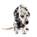 young dalmatian in studio Royalty Free Stock Photo