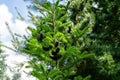 Young dark blue cones on fir Abies koreana branches with green and silvery needles