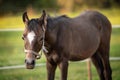 Young dark brown Arabian horse foal, closeup detail to head, blurred green field background Royalty Free Stock Photo