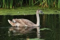 Young dark-colored swan