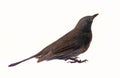 A young dark female blackbird