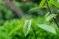 Young dark-green leaves of Asimina triloba or pawpaw in spring garden against green blurred backdrop. Spring concept