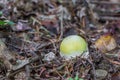 Young Deadly poisonous fungus Amanita phalloides commonly known