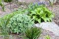 Young decorative plants of Hosta lancifolia, Sedum and Ornithogalum on flower bed