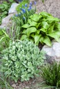 Young decorative plants of Hosta lancifolia, Sedum and Ornithogalum on flower bed