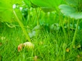 Young decorative warty pumpkin Cucurbita on a bush in the garden. Farm season, agricultural concept