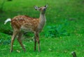 Young deer