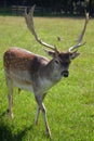 Young deer Royalty Free Stock Photo